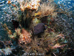 I have struggled to get a shot of a pufferfish - they alw... by Keith Savill 